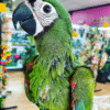 Hahn’s Macaw available for sale