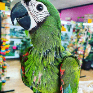 Hahn’s Macaw available for sale
