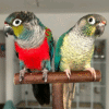 Blue Conure