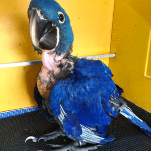 Hyacinth macaw parrot