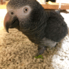 Timneh grey for sale
