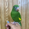Canary Winged Parakeet