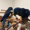 Hyacinth Macaw Parrot