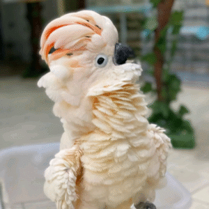 Moluccan Cockatoo