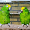 Yellow-headed Amazon