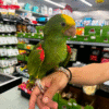Yellow double-headed amazon