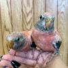 Bourke Parakeets