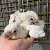 Major Michelle Cockatoo