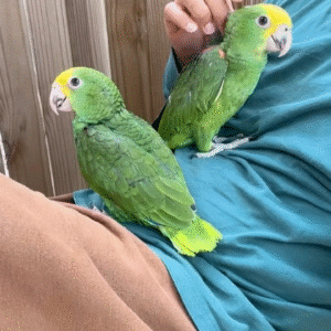 Double Yellow Amazon parrot for sale