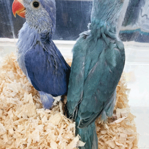 Indian Ring-Neck Parakeet