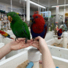Eclectus parrot