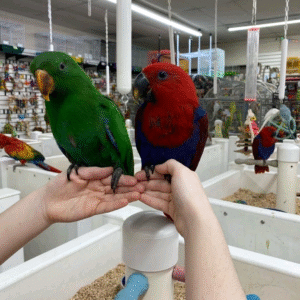 Eclectus parrot