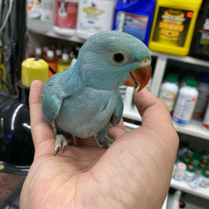 Indian Ring-Neck Parakeet