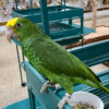 Double Yellow Amazon