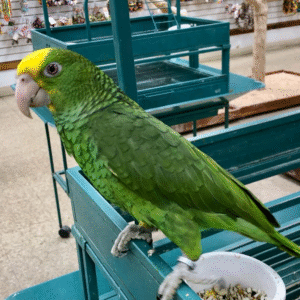 Double Yellow Amazon