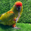 Red-fronted macaw