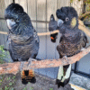 Red and White -Tail Black Cockatoo