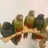 Yellow-Sided Green Cheek Conures