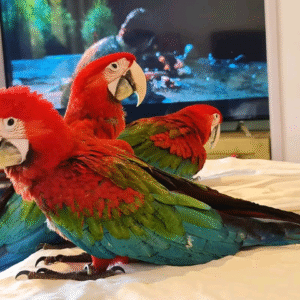 Green winged Macaw Parrot