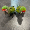 Baby Buffon Macaw Parrots