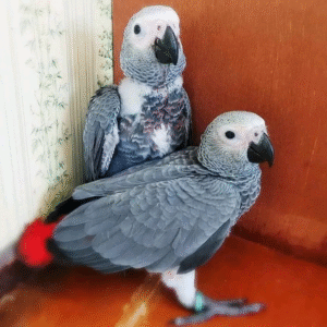 Congo african grey parrot for sale