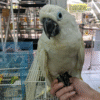 Sulfur-crested Cockatoo