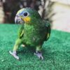 Orange-winged amazon parrot
