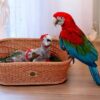Green wing Macaw