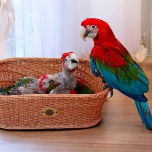 Green wing Macaw