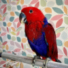 Sweet female Eclectus baby