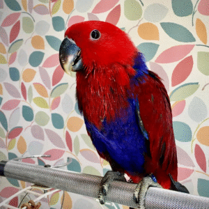 Sweet female Eclectus baby
