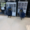 Hyacinth macaw