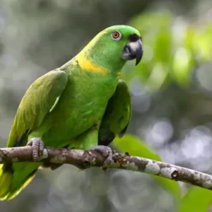 Yellow Naped Amazon Parrots For Sale Online