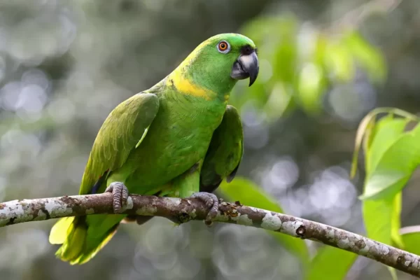 Yellow Naped Amazon Parrots For Sale Online