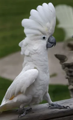 Umbrella Cockatoo Parrots For Sale Online