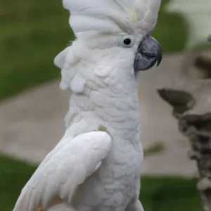 Umbrella Cockatoo Parrots For Sale Online