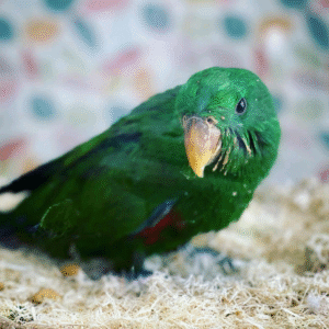 Eclectus Parrots