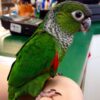 Black Capped Conure Parrots For Sale Online