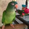 Blue Crowned Conure Parrots For Sale Online