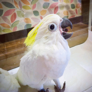 Yellow-crested cockatoos