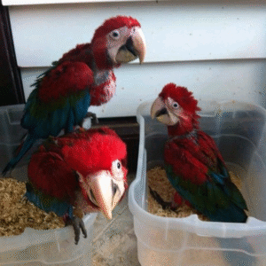 Green wing Macaw parrot