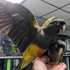 Patagonian Conure