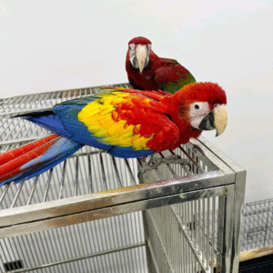 Scarlet Macaw: (3 Months to 4 years old) $1000 to $2800