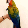 Green orange macaw