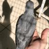 Indian Ring-Neck Parakeet