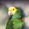Double Yellow Headed Amazon Parrots For Sale Online