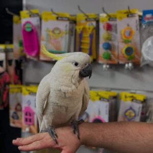 Sulphur Crested Cockatoo Parrots For Sale Online