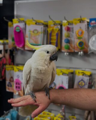 Sulphur Crested Cockatoo Parrots For Sale Online