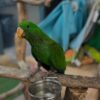 Vosmaer’s Eclectus Parrots For Sale Online