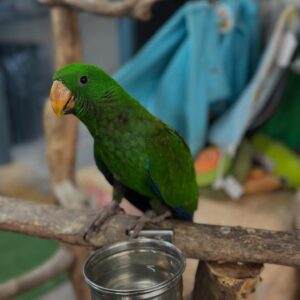Vosmaer’s Eclectus Parrots For Sale Online